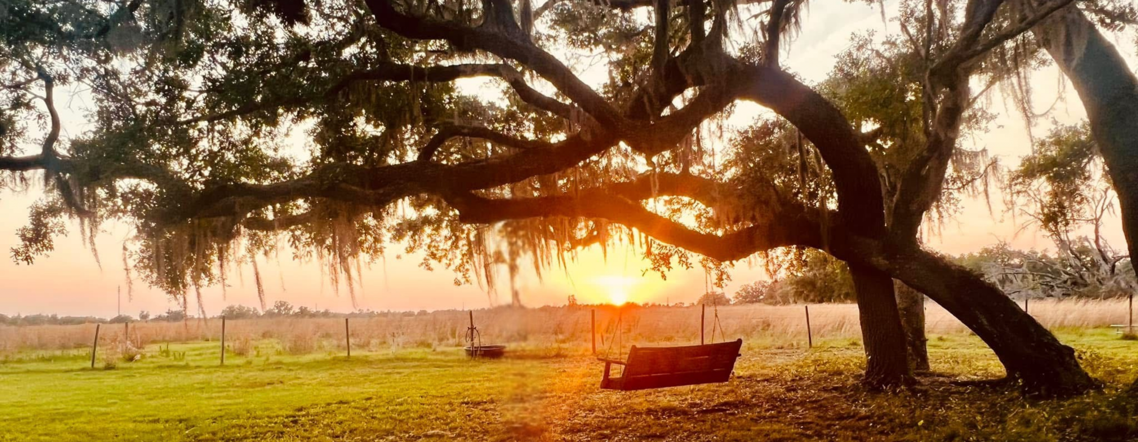 Live oak and open pasture in Ona, Florida at sunset